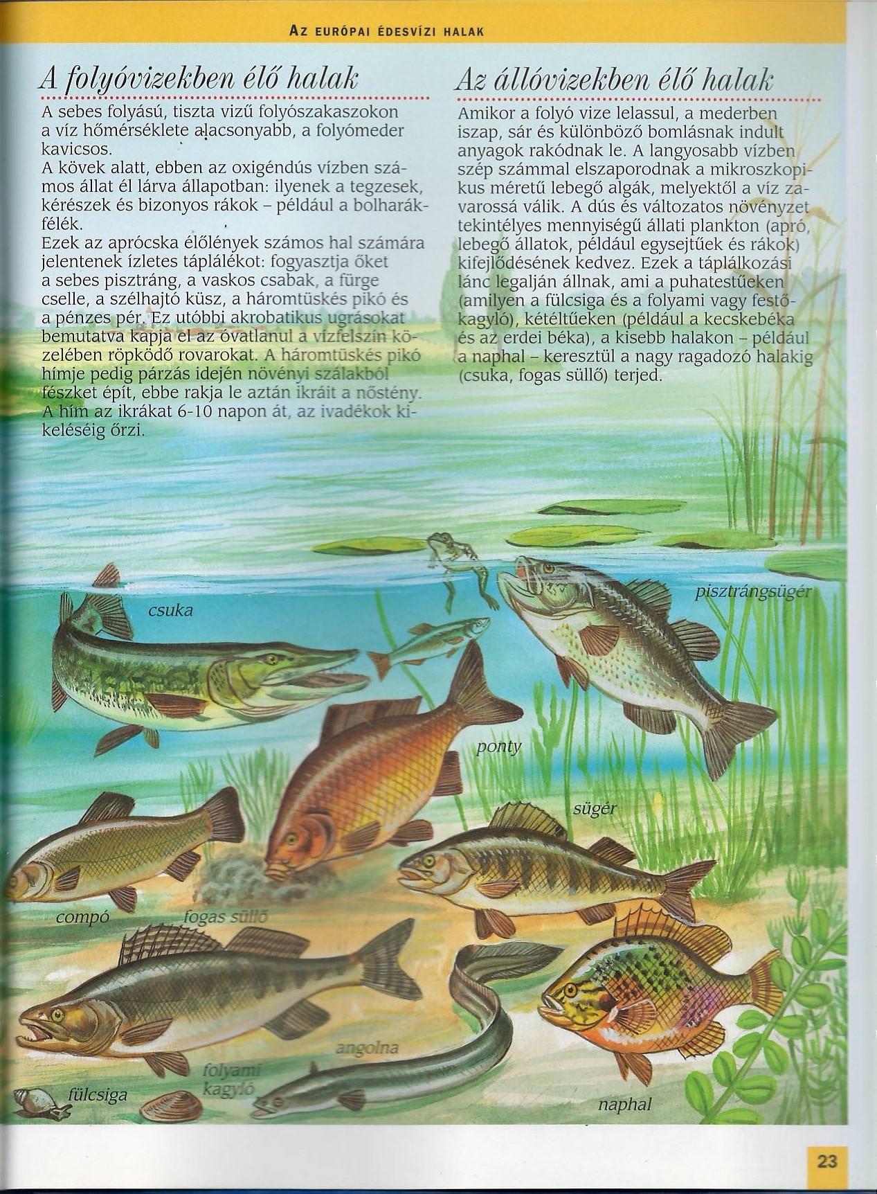 Az európai tavak és folyók állatvilága